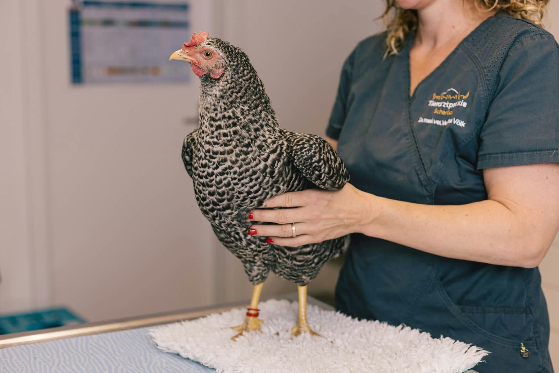 Tierarztfotografie zur Betreuung unterschiedlicher Tierarten bei Scherliau